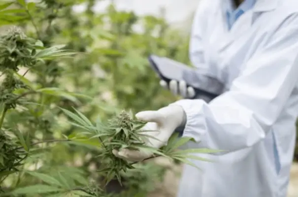 Cannabis Surety Bonds
